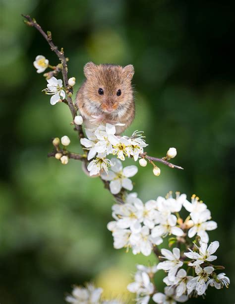 28 Teeny Tiny Wild Mice Animals Wild Cute Animals Animals