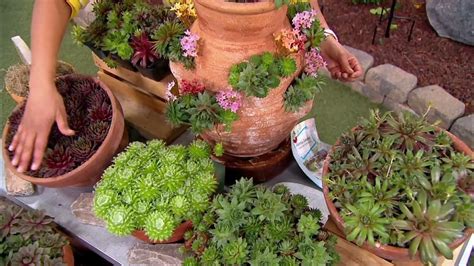 Robertas 6 Piece Hardy Hens And Chicks Sempervivums Live Plants On Qvc