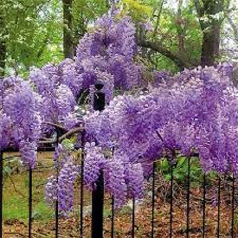 10 Blue Chinese Wisteria Unrooted Cuttings Hardy Perennial Etsy