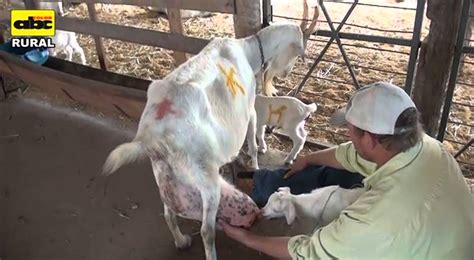Cuidado De Ubres De Cabras Recién Paridas Youtube