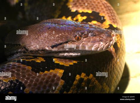 Asiatic Reticulated Python Broghammerus Reticulatus Malayopython