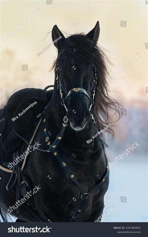 Beautiful Black Andalusian Breed Horse Traditional Stock Photo ...