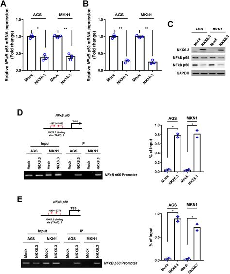 Nkx Negatively Regulates Nf Kb Expression And Activity A Nkx