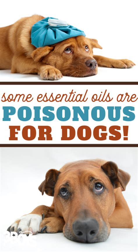 Are Essential Oils Safe for Dogs?