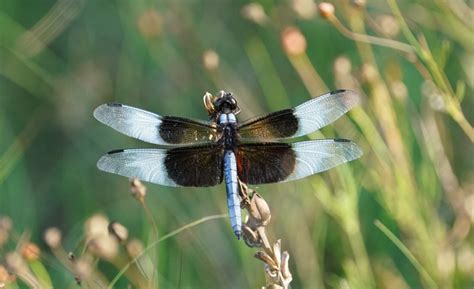 Dragonflies and why you want them - Planters Place