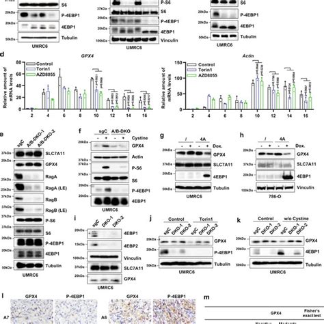 Slc A Mediated Cystine Uptake Promotes Gpx Protein Synthesis A Umrc