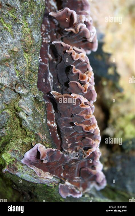 Silver Leaf Fungus Chondrostereum Purpureum Taken At Martin Mere WWT