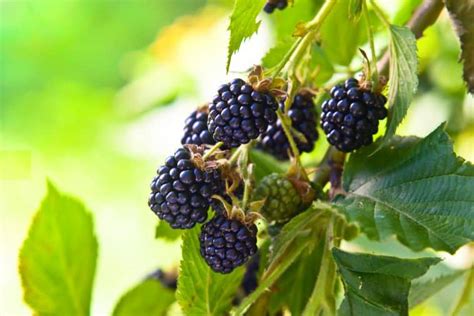 5 Types Of Blackberries [how To Identify] Pepper S Home And Garden