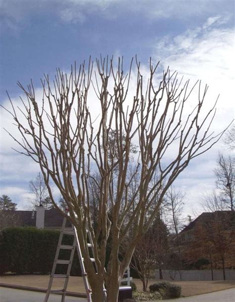 Crape Myrtle Pruning - TerraTurf