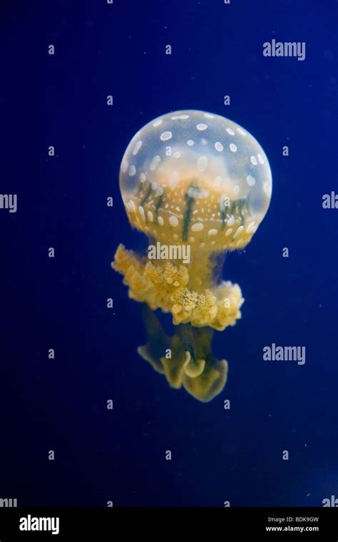 Vancouver Aquarium And Jellyfish Hi Res Stock Photography And Images