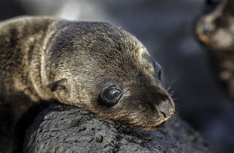 Baby Galapagos sea lion stock image. Image of alone, beach - 46297785