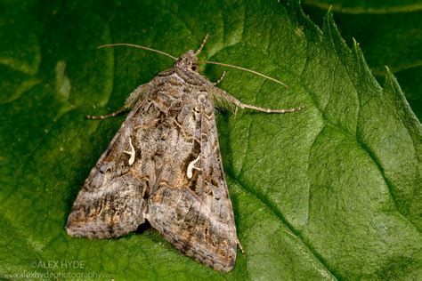 Silver Y Moth Autographa Plusia Gamma Peak District National Park