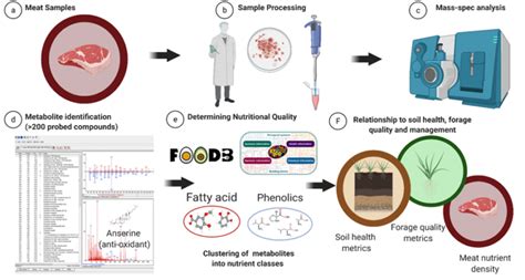 Nutritional Comparisons Between Grass-Fed Beef and Conventional Grain ... 