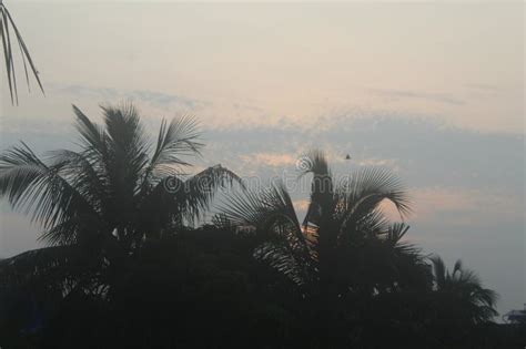 Morning Suntise Clouds With Bird Flying Stock Image Image Of Bird