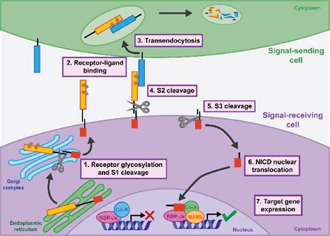 Core components of the Notch signaling pathway. Schematic of the ...