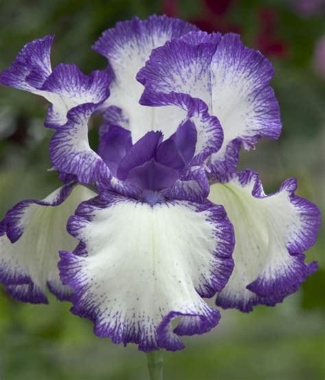 Iris Rare Treat Bearded Iris