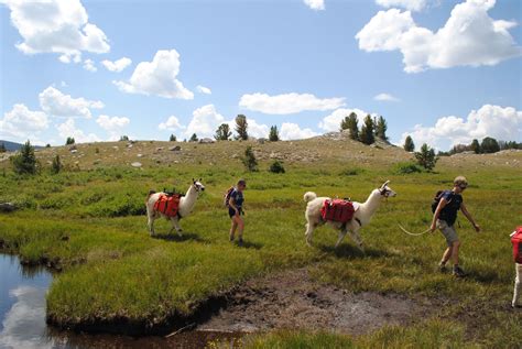 Best Of Utah Llama Trek Wilderness Ridge Trail Llamas