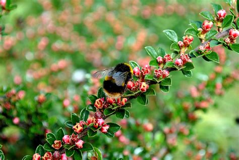 Free Images Nature Branch Blossom Fruit Berry Leaf Flower Green Produce Insect