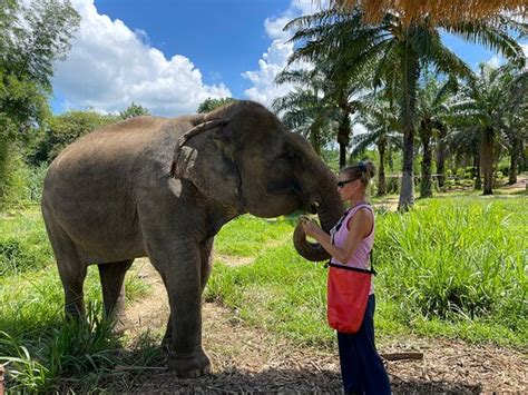 Krabi Elephant House Sanctuary Sai Thai 2021 Qué Saber Antes De Ir