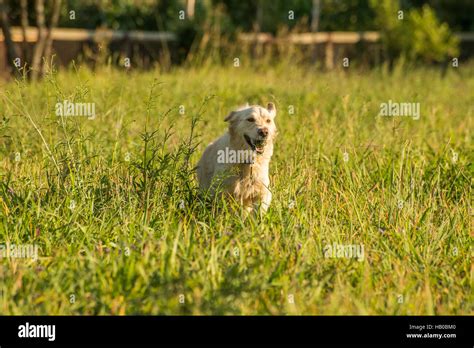 Golden Retriever Ball Hi Res Stock Photography And Images Alamy