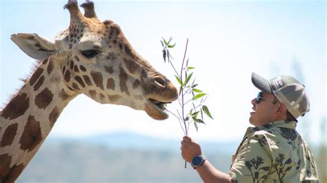 Jirafa Benito en Africam Safari esto costará un picnic con la jirafa