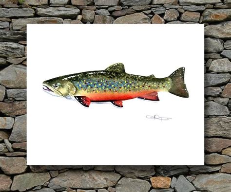 Brook Trout Art Print Watercolor Painting Fly Fishing Art By Artist Dj