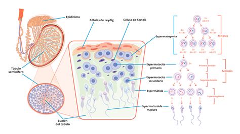 Espermatog Nesis