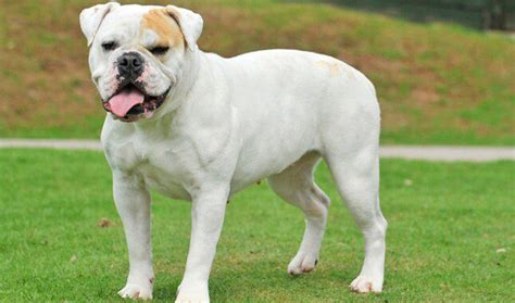 Does The Serrano Bulldog Love Children