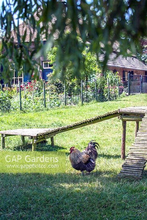 Chicken With Farmhou Stock Photo By Hanneke Reijbroek Image 0546062