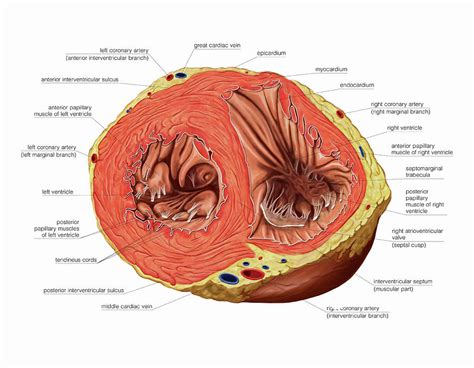 The Ventricles Of The Heart