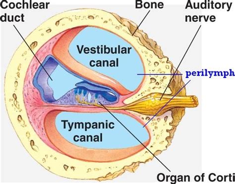 Auditory Systems Transmission Flashcards Quizlet