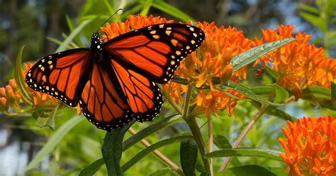 15 of the Best Types of Milkweed for Monarch Butterflies | Gardener’s Path