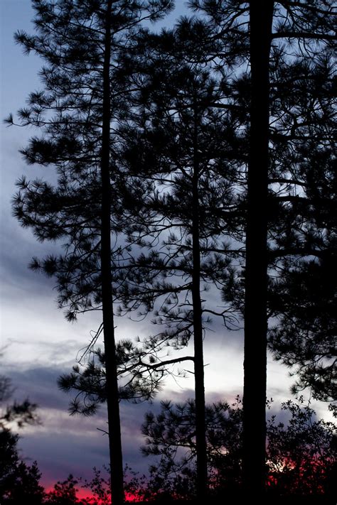 Free Images Tree Nature Forest Branch Snow Winter Cloud Sky