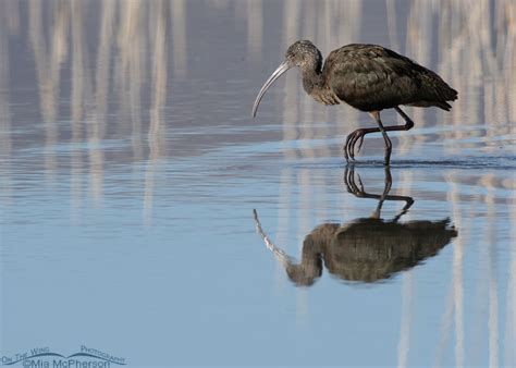 White Faced Ibis Walking In An Autumn Wetland Mia McPherson S On The