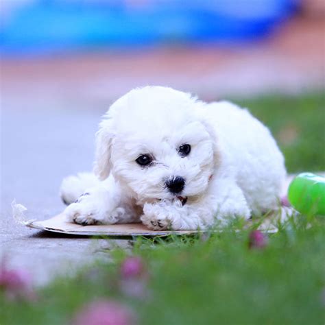 #1 | Bichon Frise Puppies For Sale By Uptown Puppies