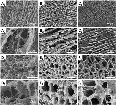 Sem Images Of Anisotropic Pva Hydrogels Along With The Directions