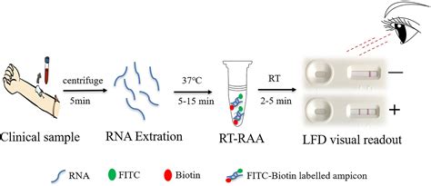 Frontiers Rapid Visual Detection Of Hepatitis C Virus Using Reverse