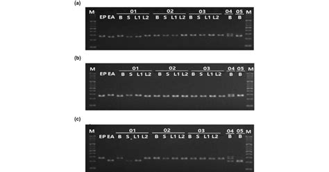 Application Of Indel Markers To Five Bulk Eclipta Samples The Three