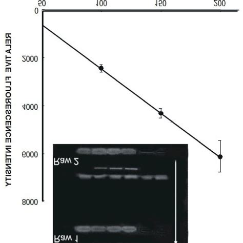 Detection Of E Coli 0157 H7 SLT 2 Templates In Ground Beef After An