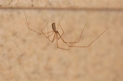 cellar spiders (Family Pholcidae) | spidersrule