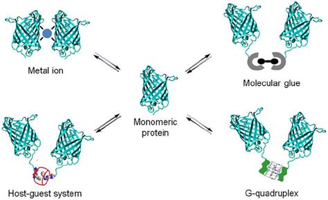 Frontiers Molecular Approaches To Protein Dimerization Opportunities