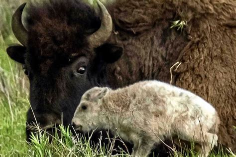 Extremely Rare White Bison Born in Yellowstone National Park