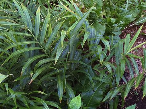 Jengibre Zingiber Officinale Planta De Amplios Usos MundoForestal