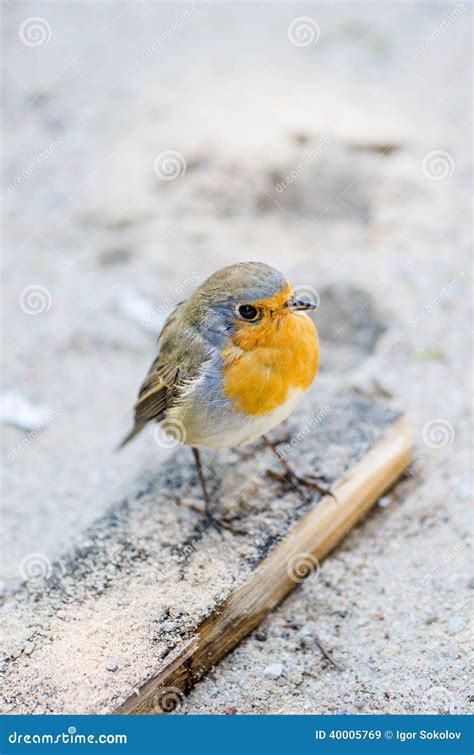 Passarinho De Citril P Ssaro Pequeno Um Peito Amarelo Foto De