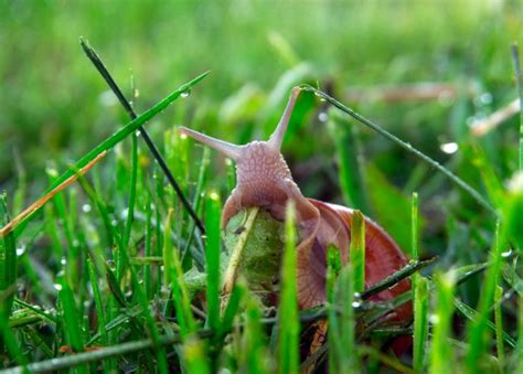 How to Control Snails and Slugs in Your Lawn | myhomeTURF