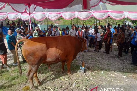 Pemda Ntt Serahkan Hewan Kurban Bantuan Presiden Joko Widodo Antara News