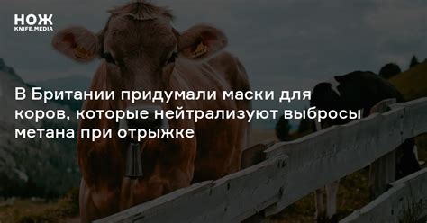 В Британии придумали маски для коров, которые нейтрализуют выбросы ...