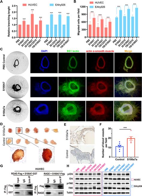 Extracellular Secreted S A Promotes Angiogenesis In Vitro And In