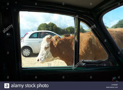 Common Cow High Resolution Stock Photography And Images Alamy