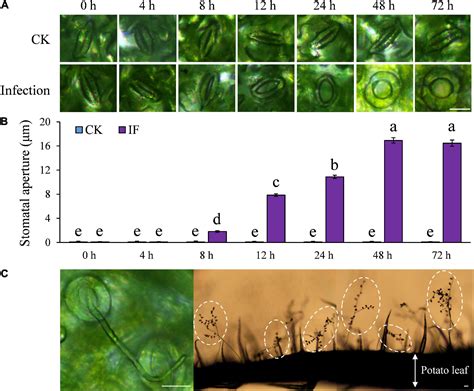 Frontiers Pathogen Mediated Stomatal Opening A Previously Overlooked